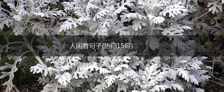 人闲着句子(热门15句),第1张