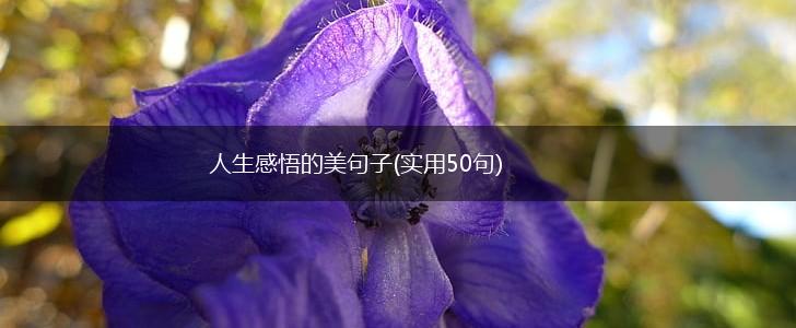 人生感悟的美句子(实用50句),第1张