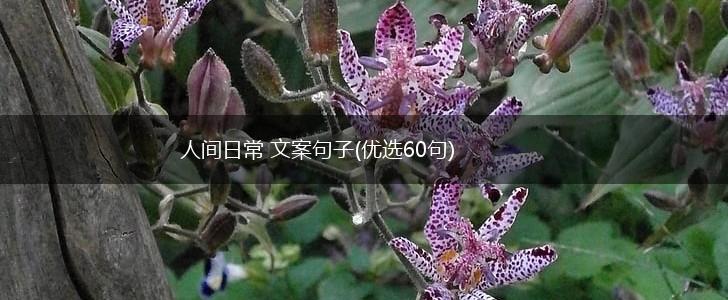人间日常 文案句子(优选60句),第1张