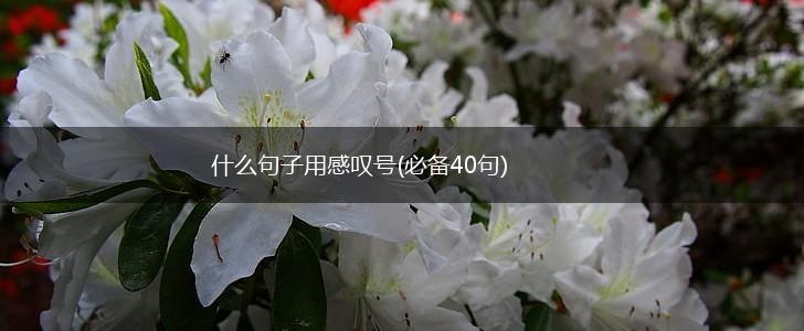 什么句子用感叹号(必备40句),第1张