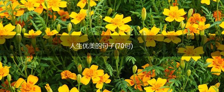 人生优美的句子(70句),第1张