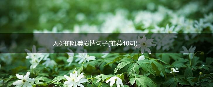 人类的唯美爱情句子(推荐40句),第1张