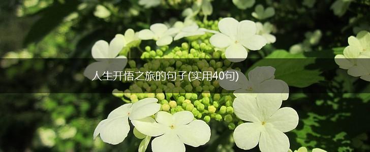 人生开悟之旅的句子(实用40句),第1张