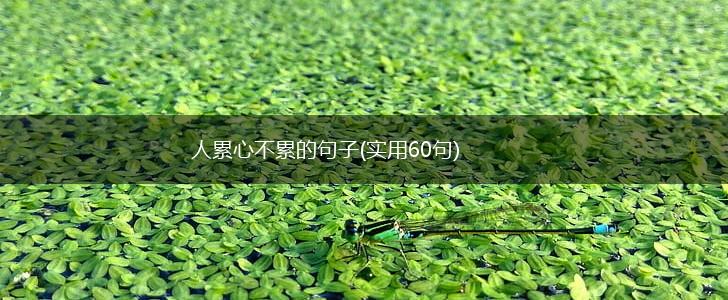 人累心不累的句子(实用60句),第1张