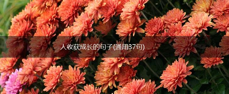人收获成长的句子(通用37句),第1张