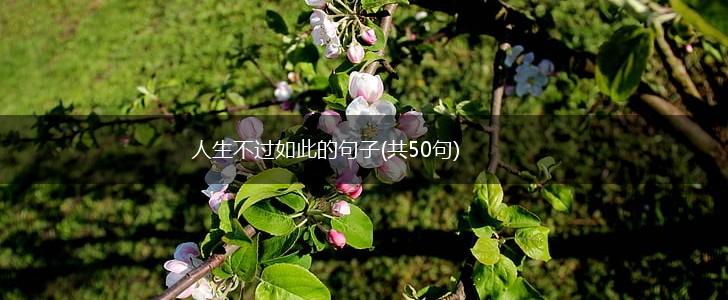 人生不过如此的句子(共50句),第1张