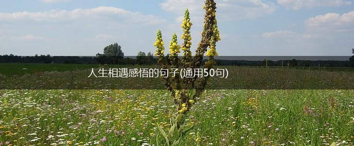 人生相遇感悟的句子(通用50句),第1张