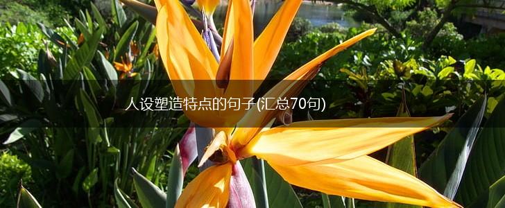人设塑造特点的句子(汇总70句),第1张