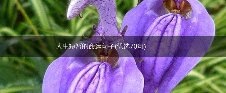 人生短暂的命运句子(优选70句),第1张