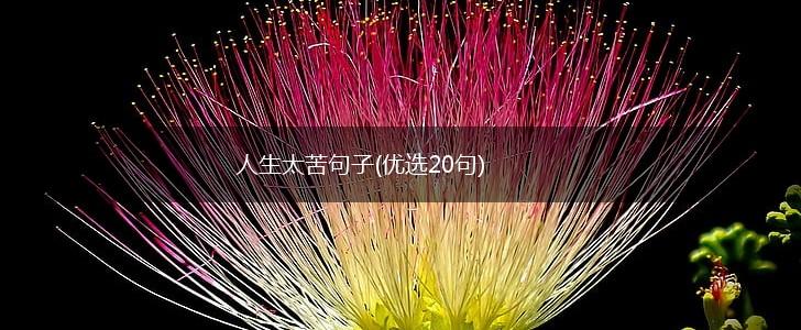 人生太苦句子(优选20句),第1张