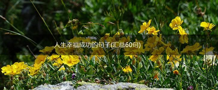 人生幸福成功的句子(汇总60句),第1张