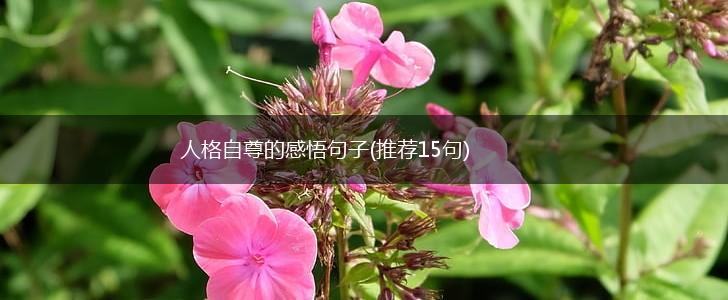 人格自尊的感悟句子(推荐15句),第1张
