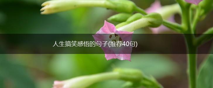人生搞笑感悟的句子(推荐40句),第1张