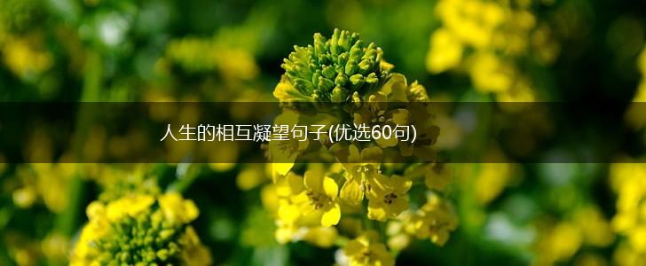 人生的相互凝望句子(优选60句),第1张