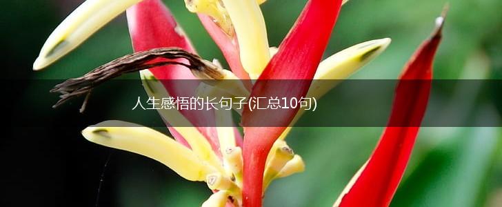 人生感悟的长句子(汇总10句),第1张