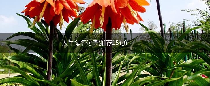 人生悔悟句子(推荐15句),第1张