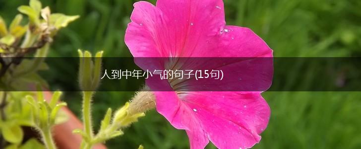人到中年小气的句子(15句),第1张