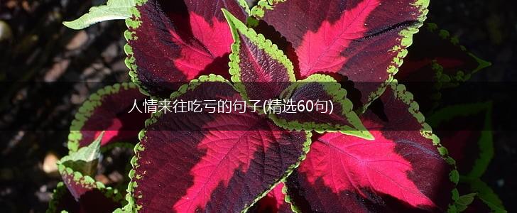 人情来往吃亏的句子(精选60句),第1张