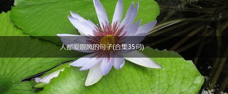 人都爱跟风的句子(合集35句),第1张