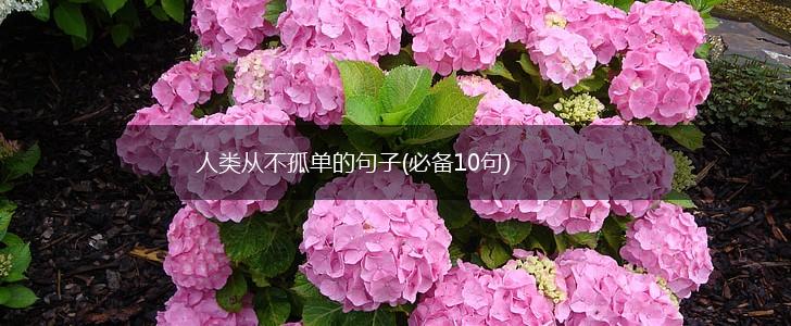 人类从不孤单的句子(必备10句),第1张