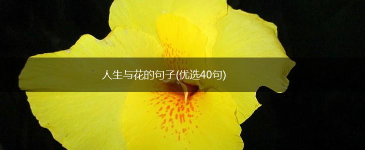 人生与花的句子(优选40句),第1张