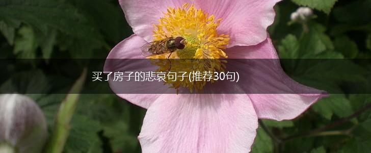 买了房子的悲哀句子(推荐30句),第1张