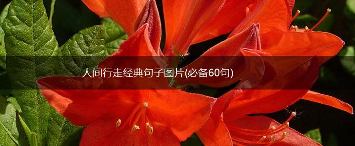 人间行走经典句子图片(必备60句),第1张