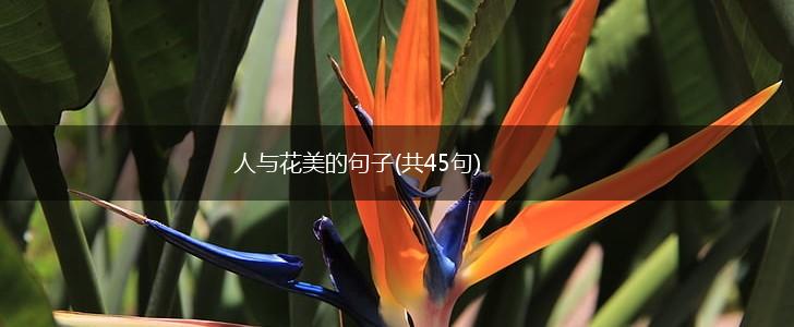 人与花美的句子(共45句),第1张