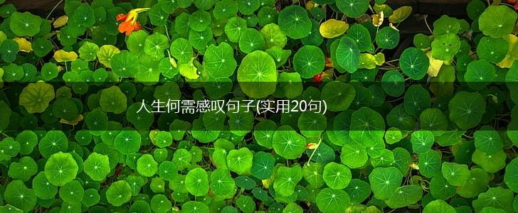 人生何需感叹句子(实用20句),第1张