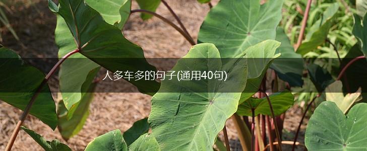 人多车多的句子(通用40句),第1张
