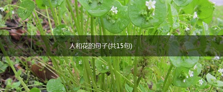人和花的句子(共15句),第1张