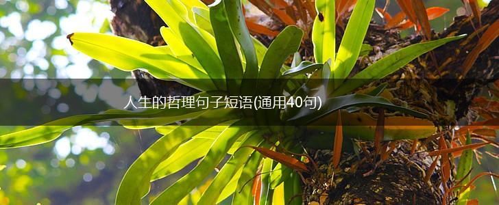 人生的哲理句子短语(通用40句),第1张