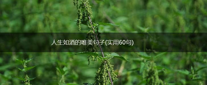 人生如酒的唯美句子(实用60句),第1张