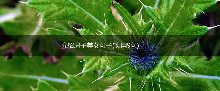 介绍房子美女句子(实用9句),第1张