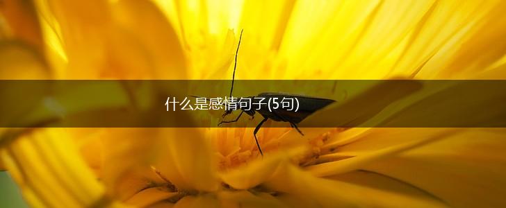 什么是感情句子(5句),第1张