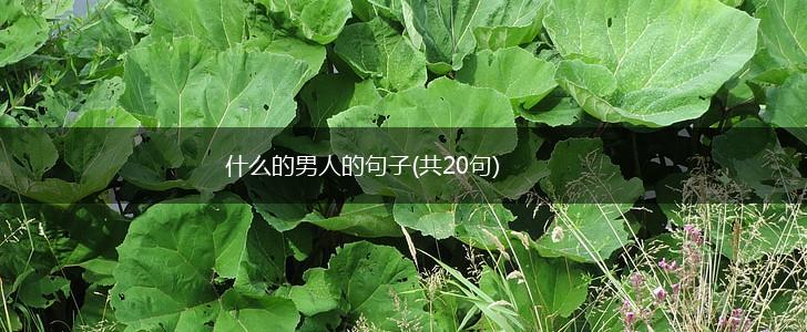 什么的男人的句子(共20句),第1张