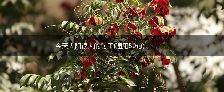 今天太阳很大的句子(通用50句),第1张