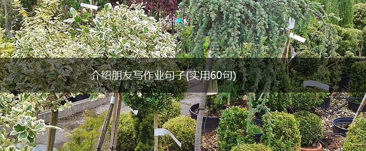介绍朋友写作业句子(实用60句),第1张