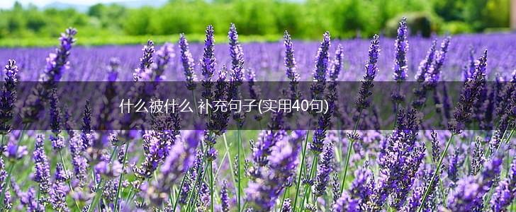 什么被什么 补充句子(实用40句),第1张
