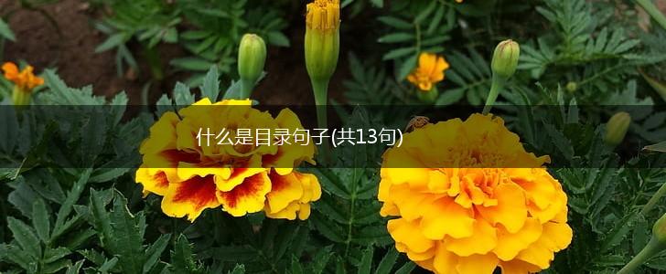 什么是目录句子(共13句),第1张