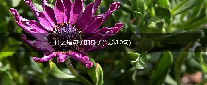 什么是句子的身子(优选10句),第1张