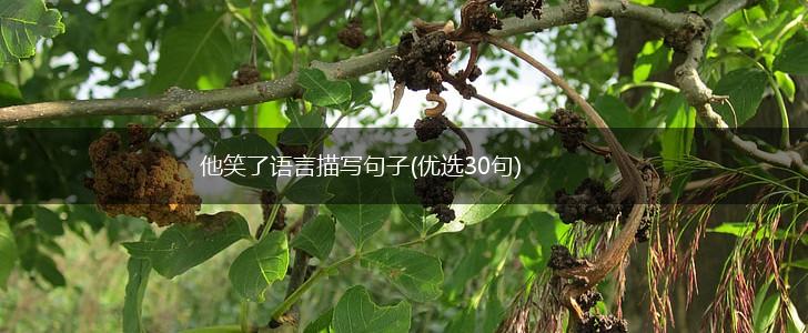 他笑了语言描写句子(优选30句),第1张