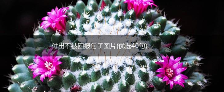 付出不被回报句子图片(优选40句),第1张