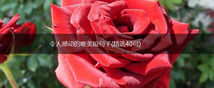 令人感动的唯美短句子(精选40句),第1张