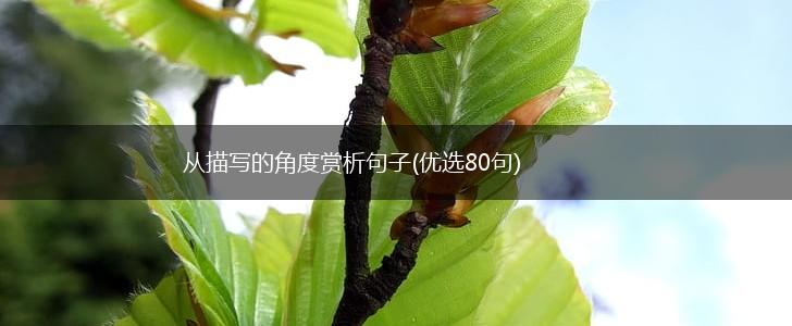 从描写的角度赏析句子(优选80句),第1张