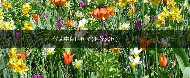 代表中秋的句子(推荐50句),第1张