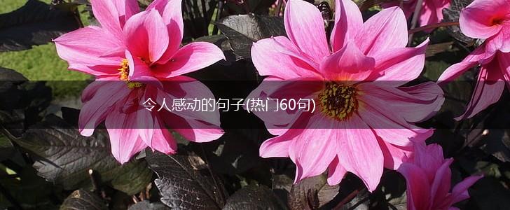 令人感动的句子(热门60句),第1张