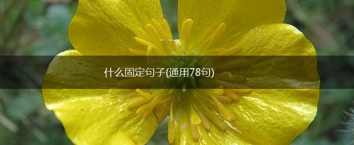 什么固定句子(通用78句),第1张