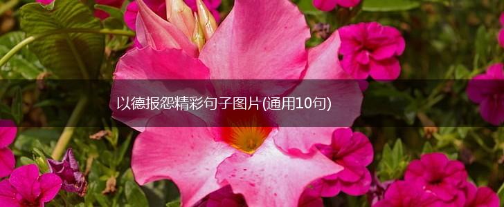 以德报怨精彩句子图片(通用10句),第1张