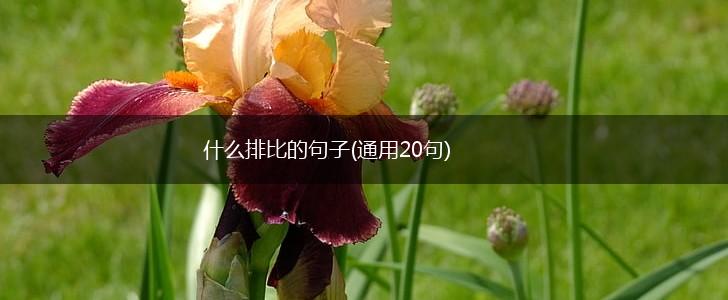 什么排比的句子(通用20句),第1张